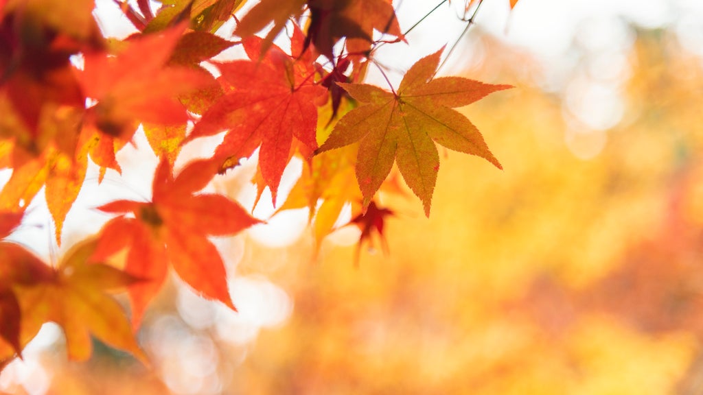 Summery fall warmth continues Thursday in Twin Cities ahead of weekend cooldown — WCCO / CBS Minnesota, Garland Community news