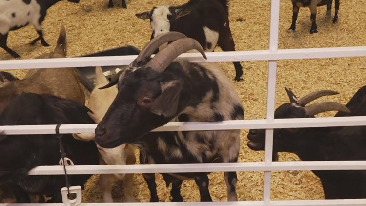 Health officials investigate E. coli cases possibly linked to State Fair of Texas petting zoo — Garland Health news